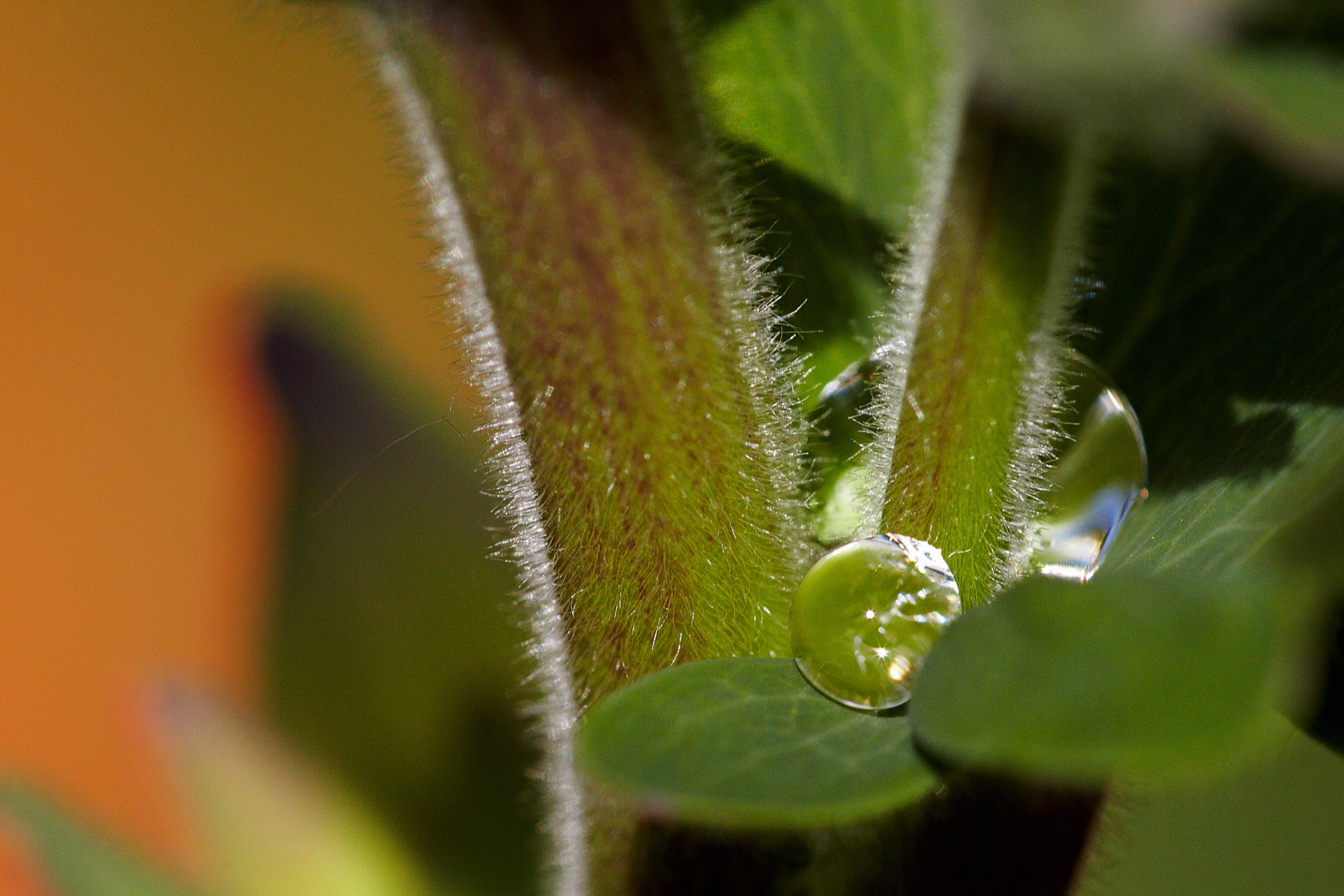 Akeleistengel nach einem Regenschauer